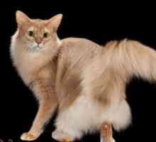 Cat Сомали: снимка. Сомалийска котка: характер, рецензии