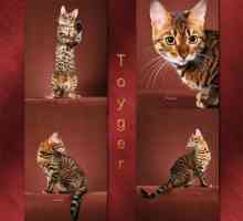 Cat Toger: Описание на породата, характерни черти, грижи и обратна връзка от собственика
