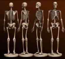 Кост на човека. Анатомия: човешки кости. Човешки скелет с името на костите