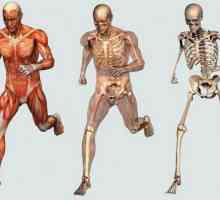 Костите като орган: структура, свойства, функции
