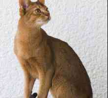 Котки с големи уши: породи и снимки
