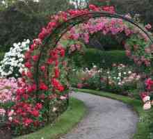 Ковани арки за цветя, тяхната роля в декор на околното пространство