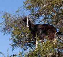 Кози по дърветата в Мароко - вярно ли е?