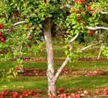 "Красотата на Свердловск" - ябълковото дърво е най-доброто от най-доброто
