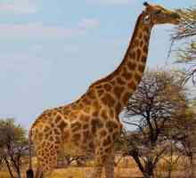 Хубав жираф: това животно има най-високо кръвно налягане