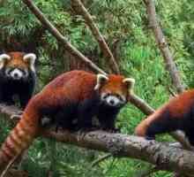 Червена панда: снимка, описание, местообитание