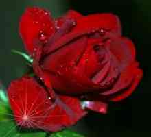 Червената роза е флористичен символ на Англия