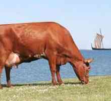 Червената степна порода крави: характеристики, снимки, развъждане