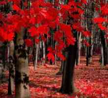 Червени и черни дървета: описание, функции