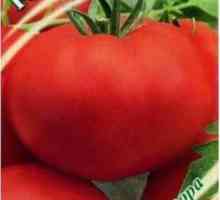 Krasnobay (домат): характеристики и характеристики на сорта