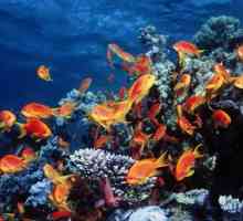 Червено море (Египет) - уникална екосистема
