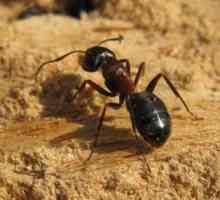 Червени мравки: как да победят вредители?