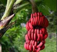 Червен банан. Екзотични плодове от Коста Рика