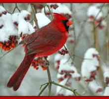Червен кардинал - малка птица с ярко оперение и прекрасен глас