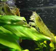 Скариди-филтър в аквариума: описание, съдържание, снимка