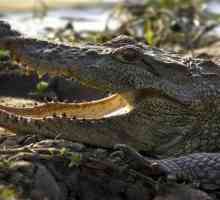 Крокодил блато: описание, размери, начин на живот, местообитание