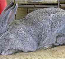 Заекът е сив гигант. Породи на зайци: описание и снимка
