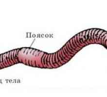 Кръвна система от земни червеи: описание, структура и особености