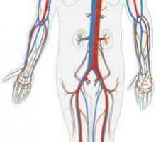 Кръгове на човешката циркулация: Структура и роля в тялото