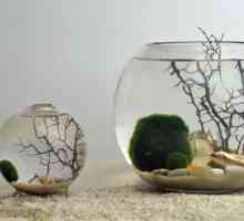 Кръгъл аквариум - Характеристики на грижите за риба и поддръжка
