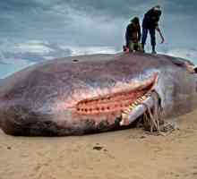 Най-голям зъбен кит. Размер на китовете