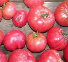 Голям отгледан сорт от сибирска селекция - Бабушки тайна (домати)