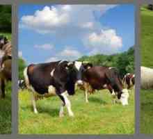 Големи и малки едър рогат добитък: характеристики, породи