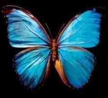 Криле на пеперуда - красива тайна на природата