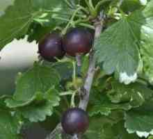 Черното грозде: популярни сортове и употреби