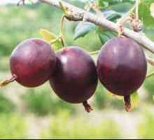 Дати на цариградско грозде: описание на сорта, особености на отглеждането, рецензии