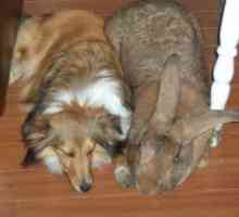 Кой е той, най-големият заек на света? Зайци-гиганти: повече от много кучета