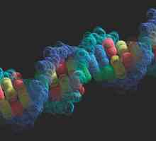 Кой откри ДНК? Значението на откриването на ДНК. Фридрих Мишер