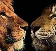 Кой е по-силен - лъв или тигър? Битката за титаните