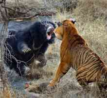 Кой е по-силен - мечка или тигър? Хищници в природата