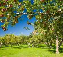 Кои са вредителите на ябълковите дървета и как да се борим с тях?