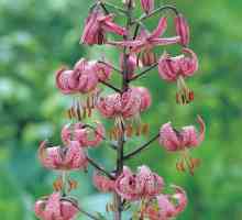 Kudrevatye лилии: ботаническо описание. Разпространение на вида