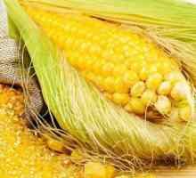 Царевични зърнени храни: полезни свойства, рецепти за готвене