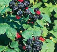 Cumberland - малина с черни плодове. Предимства и недостатъци на сорта. Отглеждане на малини