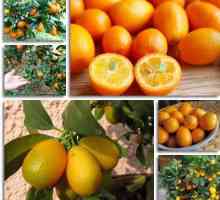 Kumquat: вреда и полза, съдържание на калории и свойства