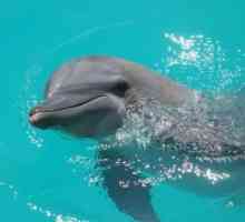 Банийки с делфини е забавление или метод на психотерапия?