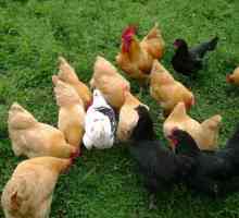 Пилешко мини-месо: описание на породата, развъждане и съдържание