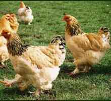 Пилешки породи: култивиране и грижи