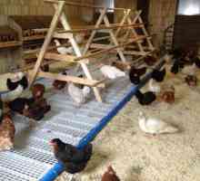 Пилешки копър на 20 пилета. Как да се изгради топъл пилешки копър