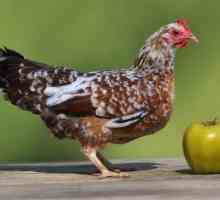 Пилешки пилета: породи, цени. Кокошки носачки