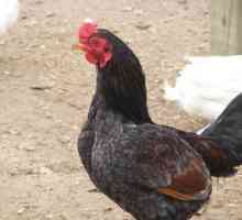 Пилета Корниш: описание на породата
