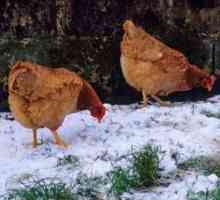 Кокошки носачки: съдържание през зимата без проблеми