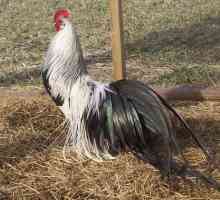 Пилета от породата Phoenix: описание, снимка