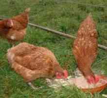 Пилета от родонити: поддръжка и грижи. Яйца на пилета