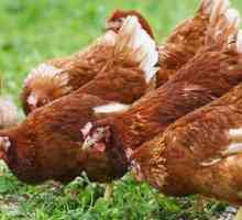 Пилета тетра: описание на породата, характеристики и рецензии