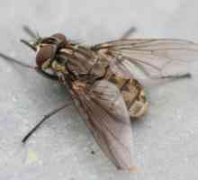 Ухапвания на мухи - кои са те? Защо мухите хапят хора и животни?
